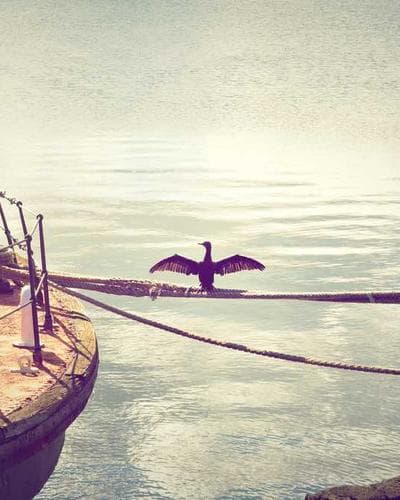 Premium Sandalwood Japa Mala